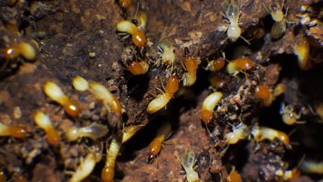 Extreme-Nahaufnahme-Eines-Geschäftigen-Termitennests
