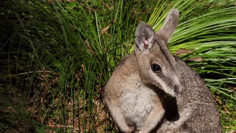 Nahaufnahme-Von-Einem-Wallaby-In-Australien?