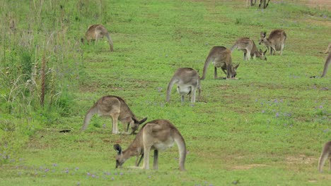 Kangaroos-graze-in-an-open-field-in-Australia