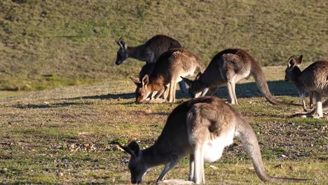 Kangaroos-graze-in-an-open-field-in-Australia-1