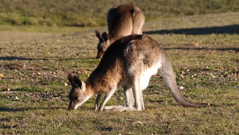 Kangaroos-graze-in-an-open-field-in-Australia-2