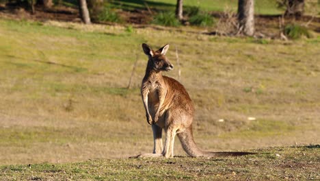 Kangaroos-graze-in-an-open-field-in-Australia-3