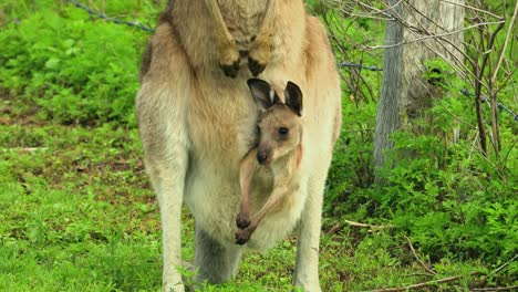 Kangaroos-with-baby-joey-in-pouch-graze-in-an-open-field-in-Australia-2