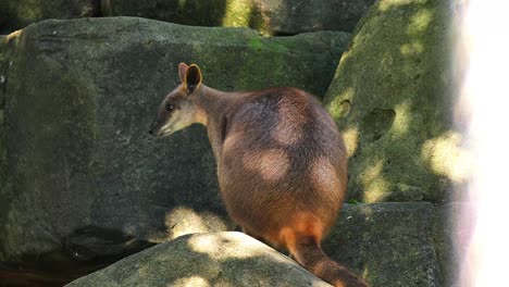 Ein-Wallaby-Känguru-Sitzt-Im-Schatten-In-Australien