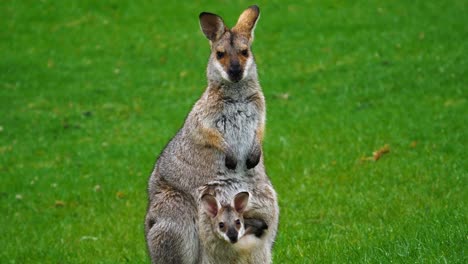 Wallaby-kangaroo-with-baby-joey-in-pouch-in-a-field-in-Australia
