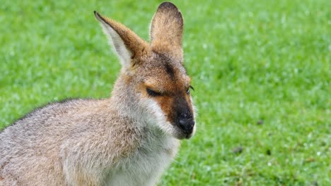 Canguro-Wallaby-Con-Baby-Joey-Amamantando-En-Un-Campo-En-Australia