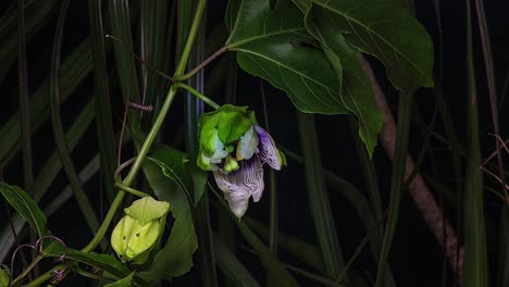Time-lapse-of-a-passion-flor-blooming-at-night-1