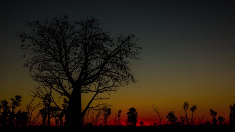 Zeitraffer-Sonnenuntergang-Und-Dämmerung-über-Einem-Majestätischen-Baum-In-Queensland-Australien-1