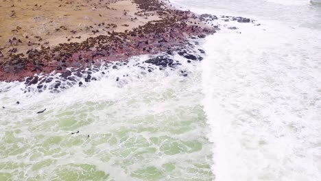 Aerial-over-the-Cape-Cross-seal-reserve-colony-on-the-Skeleton-coast-of-Namibia-3