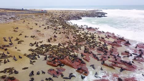 Antenne-über-Der-Cape-Cross-Seal-Reserve-Kolonie-An-Der-Skelettküste-Namibias-4