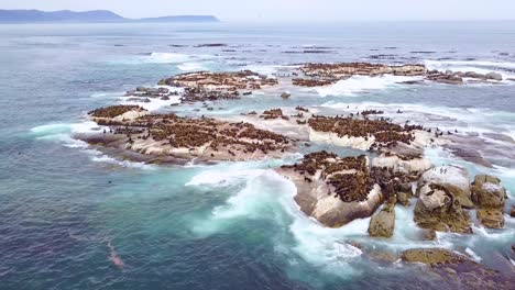 Drohnenantenne-über-Massiver-Robbenkolonie-Auf-Einer-Kleinen-Insel-Vor-Der-Küste-Südafrikas-2