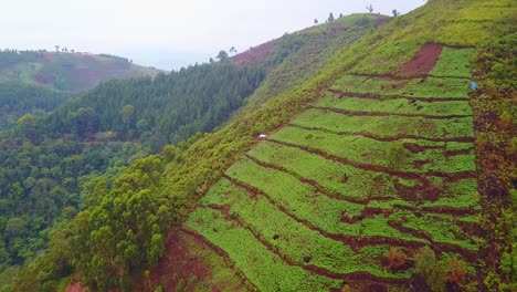 Antenne-über-Einer-Teeplantage,-Die-Auf-Sehr-Steilen-Klippen-In-Uganda-Afrika-Wächst