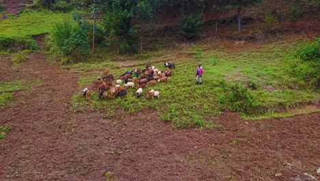 Antenne-Nähert-Sich-Einem-Afrikanischen-Bauern-Oder-Hirten-Und-Seinen-Ziegen-Uganda