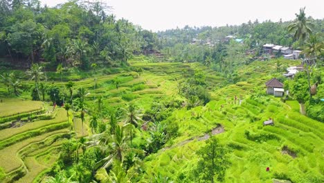 Wunderschöne-Luftaufnahme-über-Weite-Terrassierte-Reisfelder-Von-Bali-Indonesien