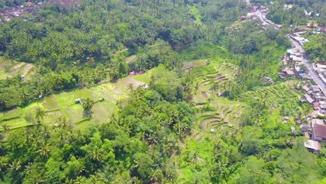 Aerial-over-vast-terraced-rice-paddies-near-Ubud-Bali-Indonesia