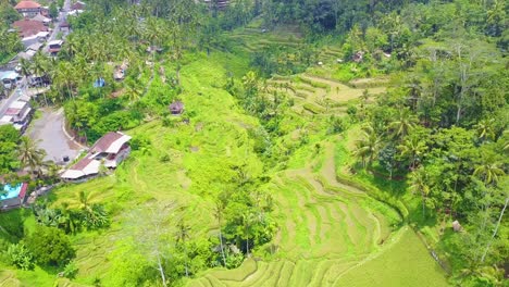 Antenne-über-Riesige-Terrassierte-Reisfelder-In-Der-Nähe-Von-Ubud-Bali-Indonesien-1