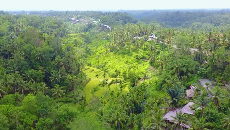 Aerial-over-vast-terraced-rice-paddies-near-Ubud-Bali-Indonesia-2