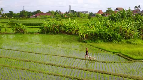 Aerial-of-a-young-girl-running-with-her-dogs-through-the-rice-paddies-of-Bali-Indonesia