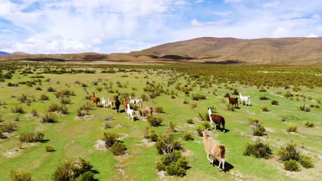 Antenne-über-Lamas,-Die-Auf-Den-Uyuni-Ebenen-In-Bolivien-Laufen