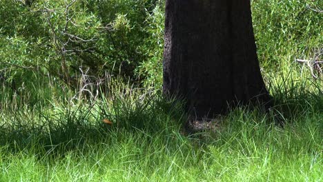 Eine-Massive-Schmetterlingswanderung-Zieht-Durch-Einen-Wald-In-Südkalifornien