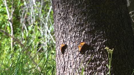 Una-Migración-Masiva-De-Mariposas-Se-Mueve-A-Través-De-Un-Bosque-En-El-Sur-De-California-1