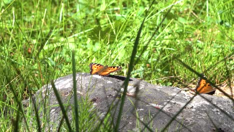 Eine-Massive-Schmetterlingswanderung-Zieht-Durch-Einen-Wald-In-Südkalifornien-2