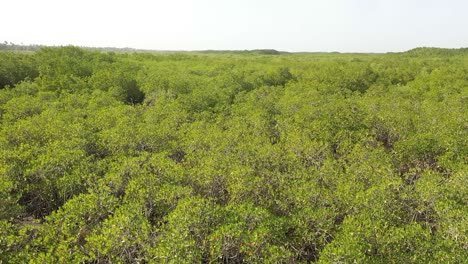 Antenne-über-Riesige-Mangrovensümpfe-Auf-Dem-Gambia-Fluss-Gambia-Westafrika