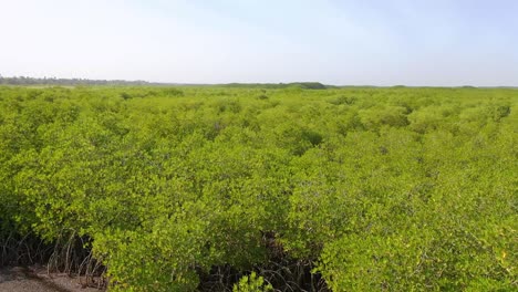 Antena-Sobre-Vastos-Manglares-En-El-Río-Gambia-Gambia-África-Occidental-1