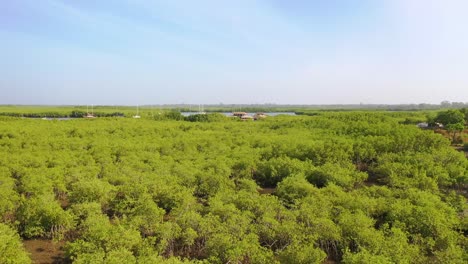 Luftaufnahme-über-Weite-Mangrovensümpfe-Am-Gambia-Fluss-Das-Gambia-Westafrika-Endet-In-Behelfshütten-Oder-Abgelegenen-Herbergen