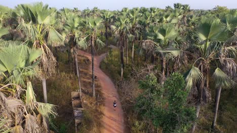 Antena-De-Un-Hombre-Caminando-A-Través-De-Los-Bosques-De-Palmeras-De-Gambia,-África-Occidental