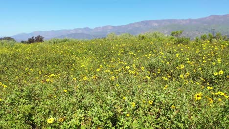 Schöne-Sehr-Niedrige-Bewegte-Aufnahme-Durch-Felder-Mit-Gelben-Wildblumen