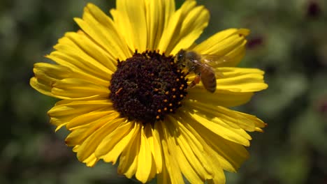 Extreme-Nahaufnahme-Einer-Bienenhonigbiene,-Die-Auf-Einer-Gelben-Wildblume-Landet,-Um-Sie-Zu-Bestäuben?