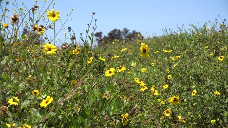 Pan-Across-A-Field-Of-California-Wildflowers-With-Honey-Bees-And-Yellow-Flowers-In-Abundance-In-Spring