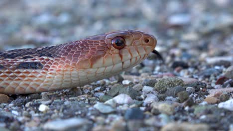 Una-Serpiente-Ardilla-Con-La-Lengua-Moviéndose-En-Un-Primerísimo-Plano