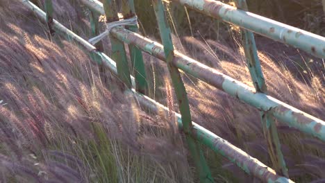 Schöne-Aufnahme-Von-Wildem-Gras,-Das-Im-Wind-Nahe-Einem-Grünen-Zaun-Auf-Einer-Ranch-In-Santa-Ynez-Santa-Barbara-Kalifornien-Weht