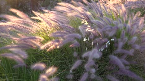 Schöne-Aufnahme-Von-Wildem-Gras,-Das-Im-Wind-Auf-Einer-Ranch-In-Santa-Ynez-Santa-Barbara-Kalifornien-Weht