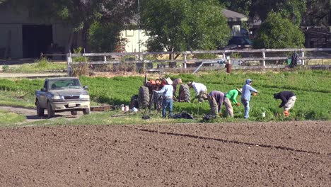 Los-Trabajadores-Agrícolas-Mexicanos-Trabajan-En-Un-Pequeño-Campo-En-Una-Granja-Orgánica-Local-En-Santa-Ynez,-California-1