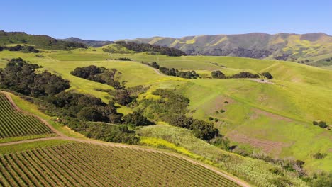 Buena-Antena-Sobre-La-Región-Vitivinícola-De-Los-Viñedos-De-Santa-Ynez-En-El-Condado-De-Santa-Bárbara,-California-2