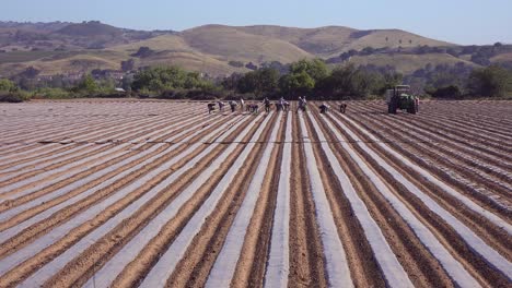 Los-Trabajadores-Agrícolas-Mexicanos-Trabajan-En-Un-Campo-Agrícola-Comercial-En-Una-Granja-Orgánica-Local-En-Santa-Ynez,-California