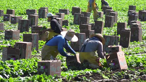 Einwanderer-Migranten-Mexikanische-Landarbeiter-Und-Landarbeiter-Pflücken-Und-Schachteln-Ernten-Auf-Einer-Farm-Im-Santa-Ynez-Tal,-Kalifornien-4