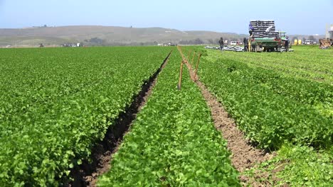 Migrantische-Mexikanische-Und-Hispanische-Landarbeiter-Arbeiten-Auf-Landwirtschaftlichen-Feldern-Ernten-Von-Gemüse-3