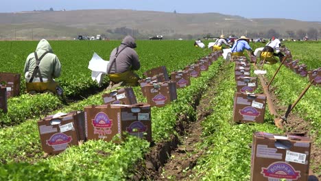 Migrantische-Mexikanische-Und-Hispanische-Landarbeiter-Arbeiten-Auf-Landwirtschaftlichen-Feldern-Ernten-Von-Gemüse