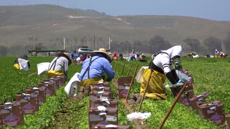 Migrantische-Mexikanische-Und-Hispanische-Landarbeiter-Arbeiten-Auf-Landwirtschaftlichen-Feldern-Ernten-Von-Gemüse-5