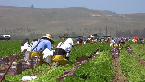 Migrantische-Mexikanische-Und-Hispanische-Landarbeiter-Arbeiten-Auf-Landwirtschaftlichen-Feldern-Ernten-Von-Gemüse-6