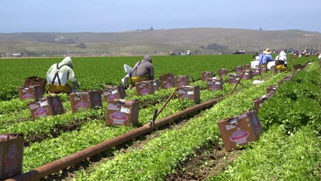 Migrantische-Mexikanische-Und-Hispanische-Landarbeiter-Arbeiten-Auf-Landwirtschaftlichen-Feldern-Ernten-Von-Gemüse-7