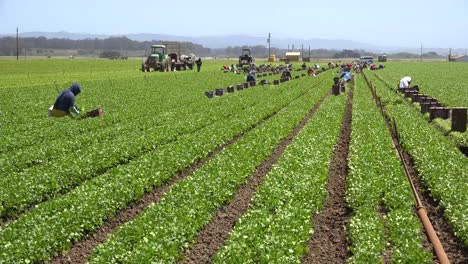 Trabajadores-Agrícolas-Migrantes-Mexicanos-E-Hispanos-Trabajan-En-Campos-Agrícolas-Recogiendo-Cultivos-Hortalizas-9