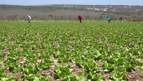 Migrantische-Mexikanische-Und-Hispanische-Landarbeiter-Arbeiten-Auf-Landwirtschaftlichen-Feldern-Ernten-Von-Gemüse-Gemüse-12