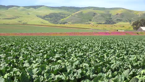 Pan-Across-Fields-Of-Lettuce-To-Reveal-A-Picturesque-Farm-Near-Santa-Maria-Santa-Barbara-California