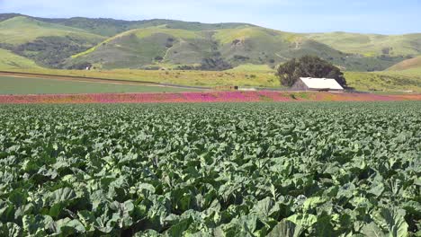Fields-Of-Lettuce-And-Picturesque-Farm-Near-Santa-Maria-Santa-Barbara-California
