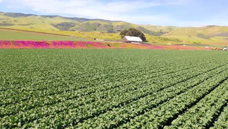 Aerial-Over-Fields-Of-Lettuce-And-Picturesque-Farm-Near-Santa-Maria-Santa-Barbara-California-2